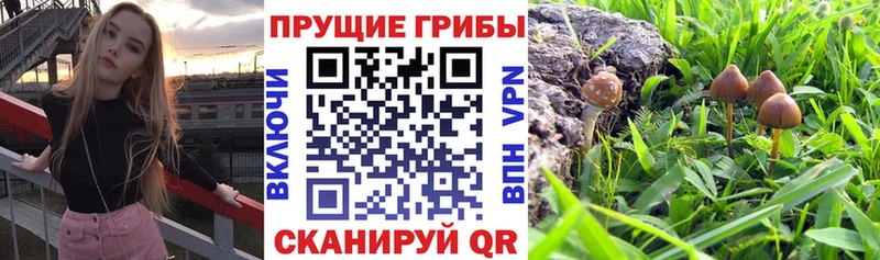 Псилоцибиновые грибы MAGIC MUSHROOMS  где продают наркотики  Ангарск 